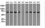 LTA4H Antibody in Western Blot (WB)