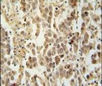 LUZP4 Antibody in Immunohistochemistry (IHC)