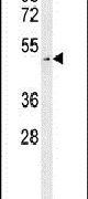 LUZP4 Antibody in Western Blot (WB)