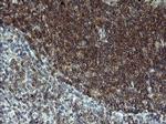 LZIC Antibody in Immunohistochemistry (Paraffin) (IHC (P))