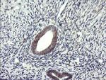 LZIC Antibody in Immunohistochemistry (Paraffin) (IHC (P))