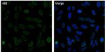 Lamin B2 Antibody in Immunocytochemistry (ICC/IF)