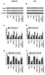 Leptin Antibody