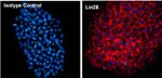 LIN28A Antibody in Immunocytochemistry (ICC/IF)