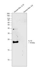 IL-10 Antibody in Western Blot (WB)