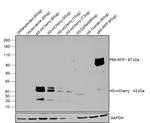 mCherry Antibody in Western Blot (WB)