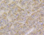 Human IgM Antibody in Immunohistochemistry (Paraffin) (IHC (P))