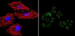 Nanog Antibody in Immunocytochemistry (ICC/IF)