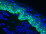 Cytokeratin 14 Antibody in Immunohistochemistry (Frozen) (IHC (F))