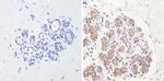 eIF2b gamma Antibody in Immunohistochemistry (Paraffin) (IHC (P))