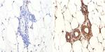 FOXA1 Antibody in Immunohistochemistry (Paraffin) (IHC (P))