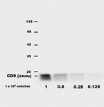 CD9 Antibody in Western Blot (WB)