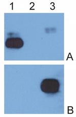 Human IgG Fc Secondary Antibody in Western Blot (WB)