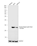 Human Kappa Light Chain Secondary Antibody in Western Blot (WB)