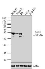 OCT4 Monoclonal Antibody (9B7)