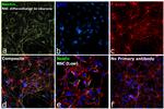 Nestin Antibody