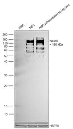 Nestin Antibody in Western Blot (WB)