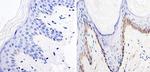 Nestin Antibody in Immunohistochemistry (IHC)