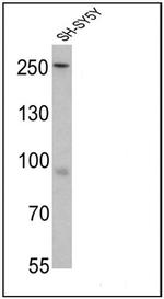 Nestin Antibody in Western Blot (WB)