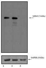 MDM2 Antibody