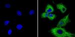 Cyclin B1 Antibody in Immunocytochemistry (ICC/IF)