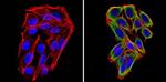 Cyclin B2 Antibody in Immunocytochemistry (ICC/IF)