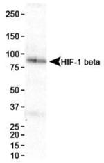 HIF-1 beta Antibody in Western Blot (WB)