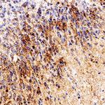 RPE65 Antibody in Immunohistochemistry (Paraffin) (IHC (P))