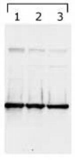 14-3-3 gamma Antibody in Western Blot (WB)