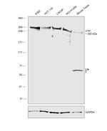 p300 Antibody in Western Blot (WB)