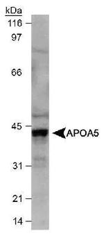 Apolipoprotein A5 Antibody in Western Blot (WB)