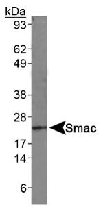 DIABLO Antibody in Western Blot (WB)