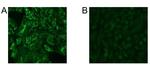 CD66 (CEACAM) Antibody in Immunocytochemistry (ICC/IF)