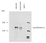 NF-H Antibody in Western Blot (WB)