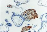 HLA-G Antibody in Immunohistochemistry (Paraffin) (IHC (P))