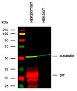 SIT Antibody in Western Blot (WB)