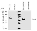 HLA-G Antibody in Western Blot (WB)