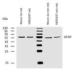 GFAP Antibody in Western Blot (WB)