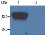 GFAP Antibody in Western Blot (WB)