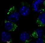 beta-3 Tubulin Antibody in Immunocytochemistry (ICC/IF)