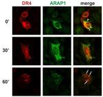 ARAP1 Antibody in Immunocytochemistry (ICC/IF)