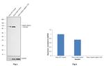 alpha Catenin Antibody