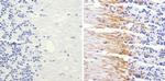 NEFM Antibody in Immunohistochemistry (Paraffin) (IHC (P))