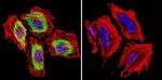 THRA/THRB Antibody in Immunocytochemistry (ICC/IF)