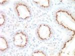 Golgi protein 58k Antibody in Immunohistochemistry (Paraffin) (IHC (P))