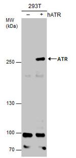 ATR Antibody in Western Blot (WB)