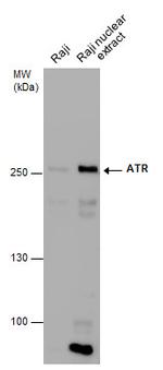 ATR Antibody in Western Blot (WB)