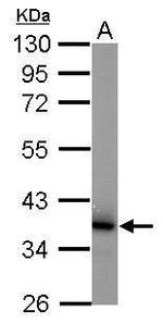 JAB1 Antibody in Western Blot (WB)