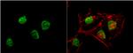 RbAp48 Antibody in Immunocytochemistry (ICC/IF)