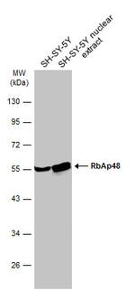 RbAp48 Antibody in Western Blot (WB)